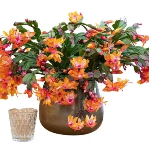 Orange Christmas Cactus Live Plant - Schlumbergera Succulent, 4-6