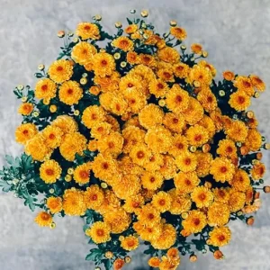 Orange Chrysanthemum Live Plants, 2-Pack, 4-6 Inches Tall, Garden & Patio - Image 2