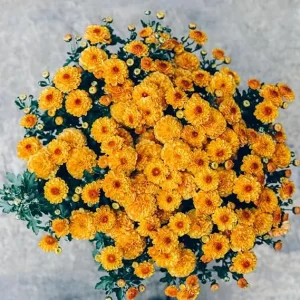 Orange Chrysanthemum Live Plants, 2-Pack, 4-6 Inches Tall, Garden & Patio - Image 3