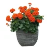 Orange Geranium Live Plant Set - 2 Hardy Fragrant Pelargonium, 5-8" Tall - Image 1
