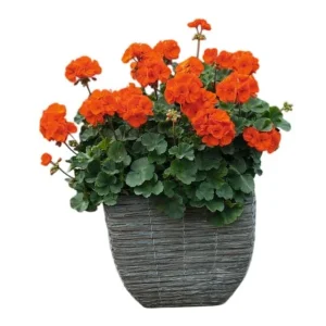 Orange Geranium Live Plant Set - 2 Hardy Fragrant Pelargonium, 5-8