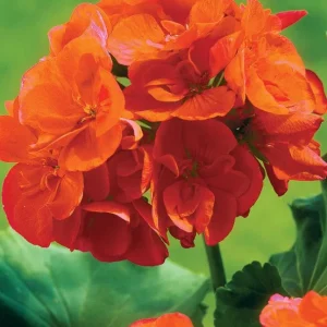 Orange Geranium Live Plant Set - 2 Hardy Fragrant Pelargonium, 5-8