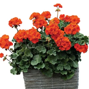 Orange Geranium Live Plant Set - 2 Hardy Fragrant Pelargonium, 5-8