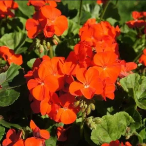Orange Geranium Live Plant Set - 2 Hardy Fragrant Pelargonium, 5-8