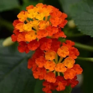 Orange Lantana Live Plant – 5-9 Inches Tall – Outdoor Bush & Shrub - Image 3
