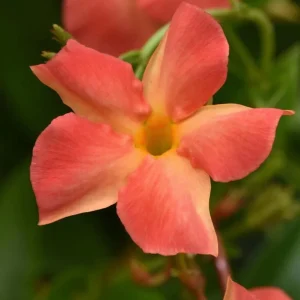 Orange Mandevilla Vine Live Plant - Tropical Flowering Dipladenia - 5-9 Inch Tall - Image 2
