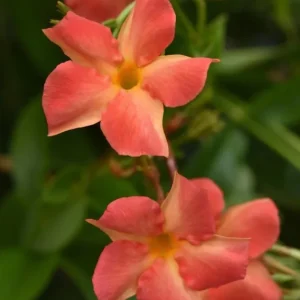 Orange Mandevilla Vine Live Plant - Tropical Flowering Dipladenia - 5-9 Inch Tall - Image 3