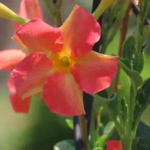 Orange Mandevilla Vine Live Plant - Tropical Flowering Dipladenia - 5-9 Inch Tall - Image 5