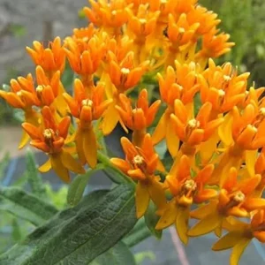 Orange Milkweed Live Plants (2-Pack) - 5-9