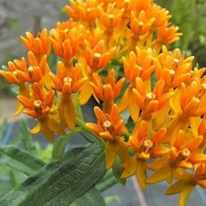 Orange Milkweed Live Plants (2-Pack) - 5-9