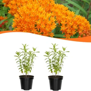 Orange Milkweed Live Plants - Set of 2, Asclepias Tuberosa, 5-8 Inch Tall, Full Sun, Perennial for Outdoor Garden - Image 1