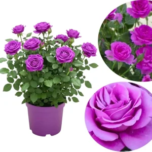 Orange Mini Rose Bush Live Plant in 3'' Pot - 3-5'' Tall Miniature Rose for Home & Office - Image 4