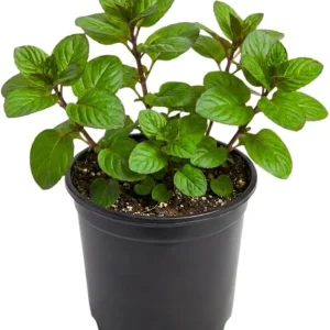 Orange Mint Live Plant - 3.5'' Pot, Fragrant Perennial Herb, Indoor/Outdoor - Image 5