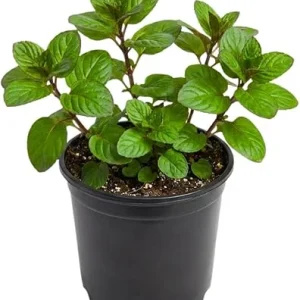 Orange Mint Live Plant - 3.5'' Pot, Fragrant Perennial Herb, Indoor/Outdoor - Image 1