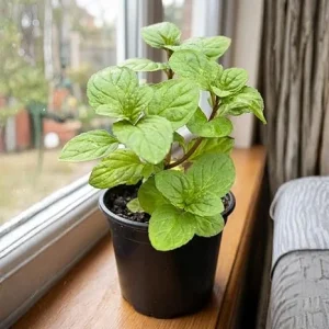 Orange Mint Live Plant – 4-6 Inches Tall Culinary Herb for Indoor & Outdoor Gardens - Image 2