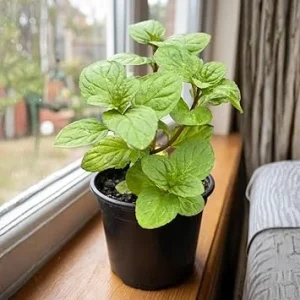 Orange Mint Live Plant – 4-6 Inches Tall Culinary Herb for Indoor & Outdoor Gardens - Image 4