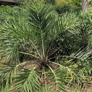 Orange Palm Tree Live Plant – Fully Rooted in 3 Gallon Pot – Outdoor Tropical - Image 8