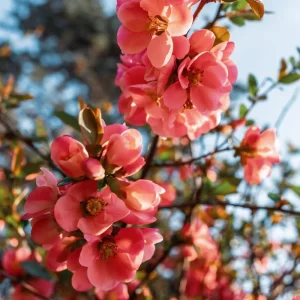 Orange Quince Flowering Shrub Live Plant, Double Flower, 5-7 Inch Tall, Outdoor - Image 3