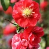 Orange Quince Flowering Shrub Live Plant, Double Flower, 5-7 Inch Tall, Outdoor - Image 1
