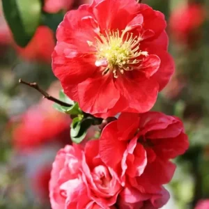 Orange Quince Flowering Shrub Live Plant, Double Flower, 5-7 Inch Tall, Outdoor - Image 1