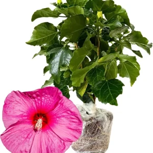 Orange Sunset Tropical Hibiscus Live Plant, 5-7 Inch Tall, Zones 10-12 - Image 1