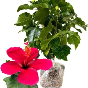 Orange Sunset Tropical Hibiscus Live Plant, 5-7 Inch Tall, Zones 10-12 - Image 3