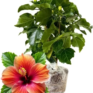 Orange Sunset Tropical Hibiscus Live Plant, 5-7 Inch Tall, Zones 10-12 - Image 4