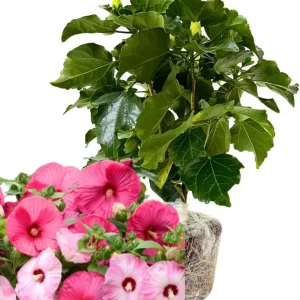 Orange Sunset Tropical Hibiscus Live Plant, 5-7 Inch Tall, Zones 10-12 - Image 5