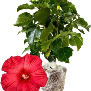 Orange Sunset Tropical Hibiscus Live Plant, 5-7 Inch Tall, Zones 10-12 - Image 6