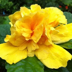 Orange Sunset Tropical Hibiscus Live Plant, 5-7 Inch Tall, Zones 10-12 - Image 7