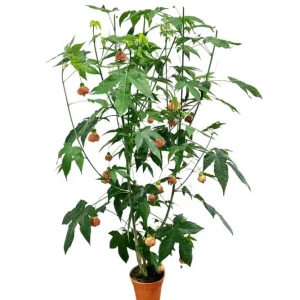 Orange Tiger Abutilon Live Plant - Flowering Maple, 5-8