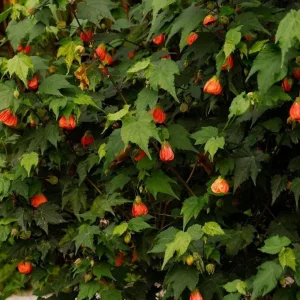 Orange Tiger Abutilon Live Plant - Flowering Maple, 5-8