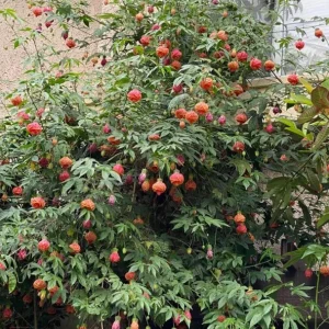 Orange Tiger Abutilon Live Plant - Flowering Maple, 5-8