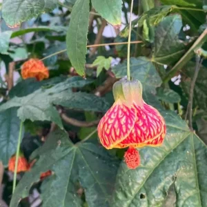 Orange Tiger Abutilon Live Plant - Flowering Maple, 5-8
