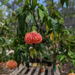 Orange Tiger Abutilon Live Plant - Flowering Maple, 5-8