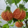 Orange Tiger Abutilon Live Plant - Flowering Maple, 5-8" Tall Plug, Red & Orange Blooms - Image 1