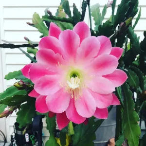 Orchid Cactus Live Plant (Epiphyllum) - Red Bloom - 4'' Pot - 8-12'' Tall - Indoor/Outdoor - Image 2