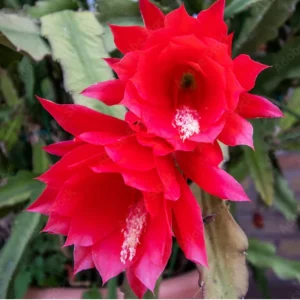 Orchid Cactus Live Plant (Epiphyllum) - Red Bloom - 4'' Pot - 8-12'' Tall - Indoor/Outdoor - Image 1