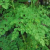 Organic Moringa Plant – Live Tree – 4-Inch Pot – Fast Growing – Outdoor/Indoor - Image 1