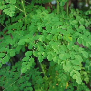Organic Moringa Plant – Live Tree – 4-Inch Pot – Fast Growing – Outdoor/Indoor - Image 1