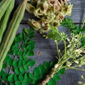 Organic Moringa Plant – Live Tree – 4-Inch Pot – Fast Growing – Outdoor/Indoor - Image 3