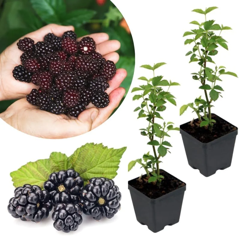 Osage Blackberry Plants Live - 2 Pack, 4-6" Tall, Cold Hardy, High Yielding - Image 2