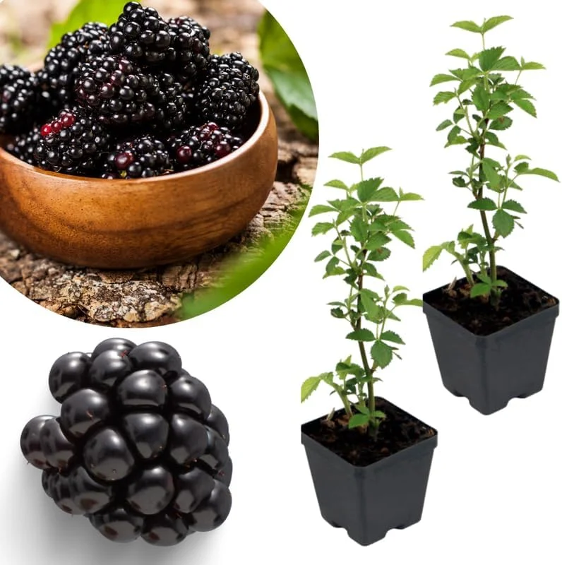 Osage Blackberry Plants Live - 2 Pack, 4-6" Tall, Cold Hardy, High Yielding - Image 3
