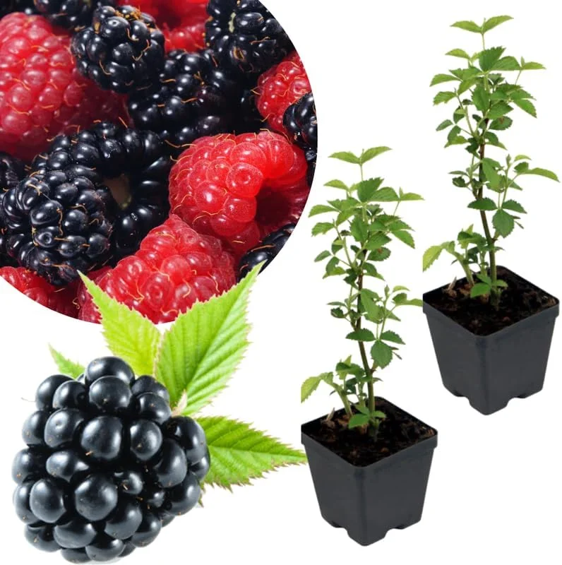Osage Blackberry Plants Live - 2 Pack, 4-6" Tall, Cold Hardy, High Yielding - Image 1