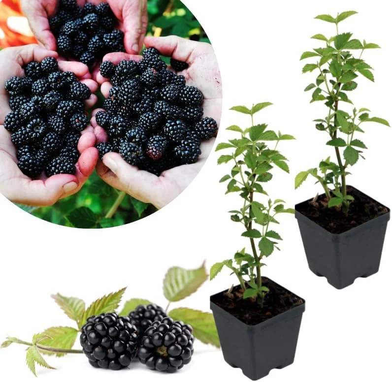 Osage Blackberry Plants Live - 2 Pack, 4-6" Tall, Cold Hardy, High Yielding - Image 4