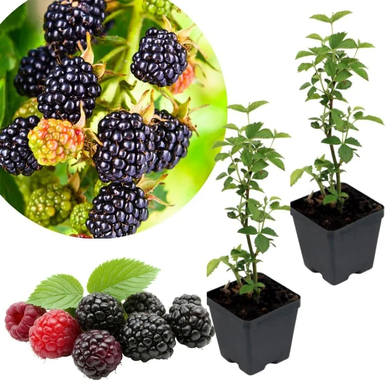 Osage Blackberry Plants Live - 2 Pack, 4-6" Tall, Cold Hardy, High Yielding - Image 5
