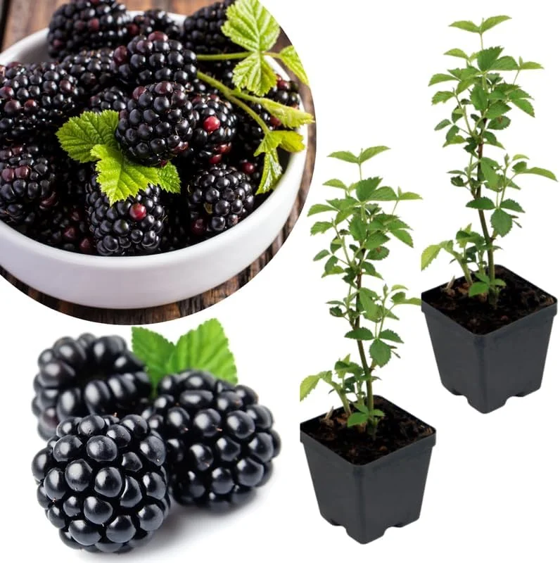 Osage Blackberry Plants Live - 2 Pack, 4-6" Tall, Cold Hardy, High Yielding - Image 6