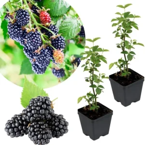 Osage Blackberry Plants Live - 2 Pack, 4-6