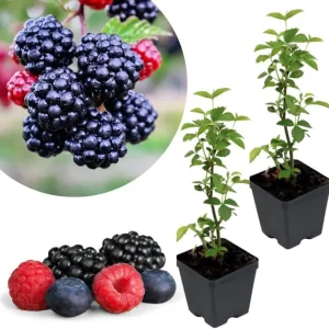 Osage Blackberry Plants Live - 2 Pack, 4-6