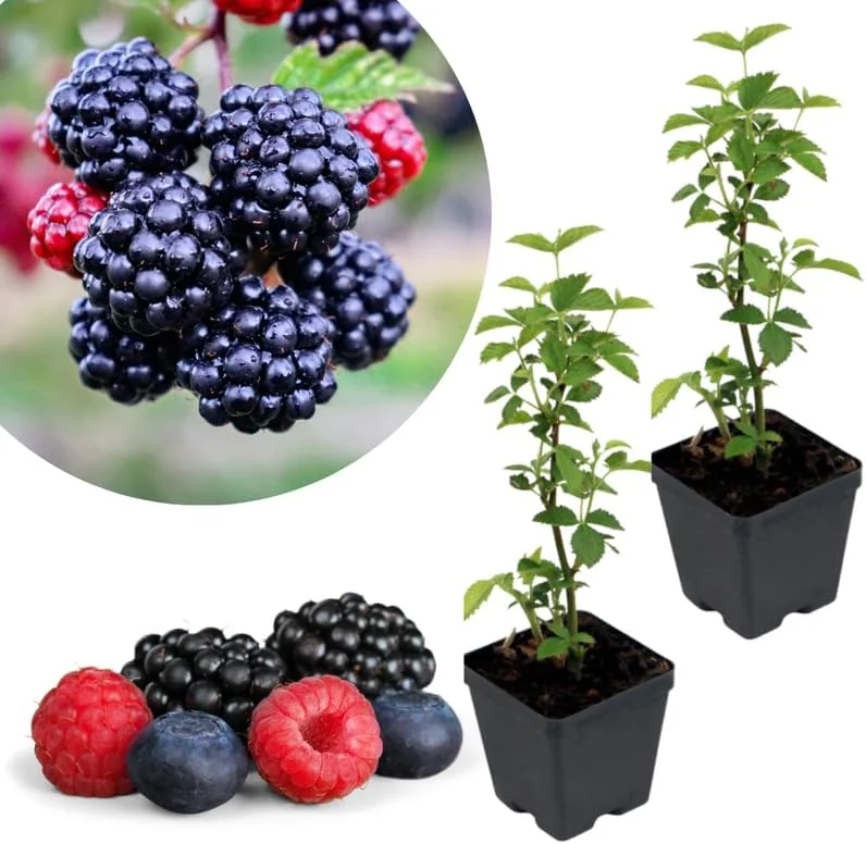 Osage Blackberry Plants Live - 2 Pack, 4-6" Tall, Cold Hardy, High Yielding - Image 9
